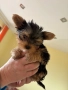  Женски йоркширски териер, снимка 3