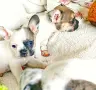 Френски булдог бебета, снимка 9