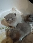 Продавам малки британски късокосмести котета , снимка 2