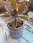 красиво екзотично растение от остров Мадейра в ретро керамична саксия, снимка 2