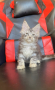 Мейн куун котенца от лицензиран развъдник, снимка 1 - Мейн кун - 15085290