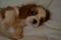 кавалер кинг чарлз шпаньол момченце, снимка 3