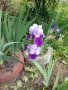 Продавам грудки ириси /перуника/, снимка 2
