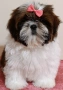 Shih Tzu baby FCI, снимка 1