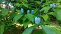 Магнолия Blue Babe (Magnolia acuminata ‘Blue Baby’), снимка 3