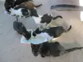 Подарявам хубави котенца за апартамент, снимка 2
