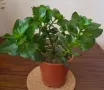 Каланхое, красиво и лесно отглеждащо се растение, снимка 2