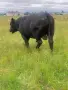 Продавам бременни месодайни кравикръстоски;търся съдружник, снимка 17