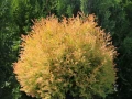 Западна туя Рейнголд (Thuja occidentalis Rheingold), студоустойчива, снимка 2