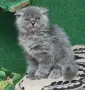 Британски и шотландки котета, снимка 2