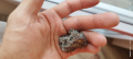 Метеорит , снимка 7