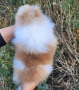 Миниатюрен мъжки померан с всички ваксини , снимка 5