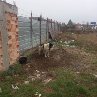 Куче, снимка 1 - Каракачанска овчарка - 44571686