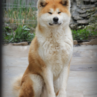 Akita inu male , снимка 4 - Акита ину - 44811632