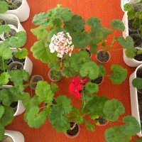 Мушкато, снимка 1 - Градински цветя и растения - 44175512