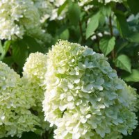 Хортензия паникулата Лаймлайт, Hydrangea Limelight за супер слънце, снимка 6 - Градински цветя и растения - 42527662