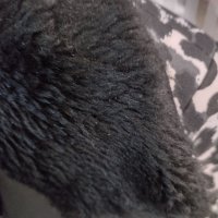 Дамско елегантно късо палто , снимка 5 - Палта, манта - 39915697