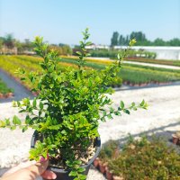  Лоницера, Lonicera nitida Elegant, вечнозелена и студоустойчива!!, снимка 7 - Градински цветя и растения - 39342927