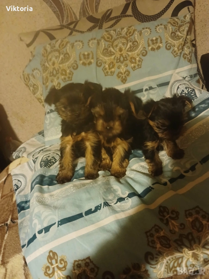 Йоркширски териери, снимка 1