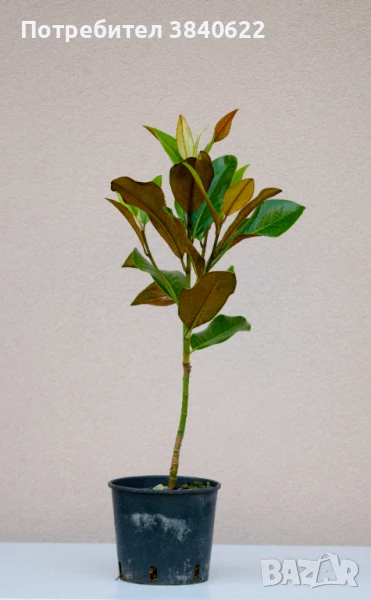 Магнолия грандифлора, снимка 1