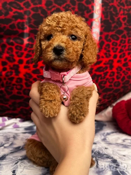 Пудел той , снимка 1