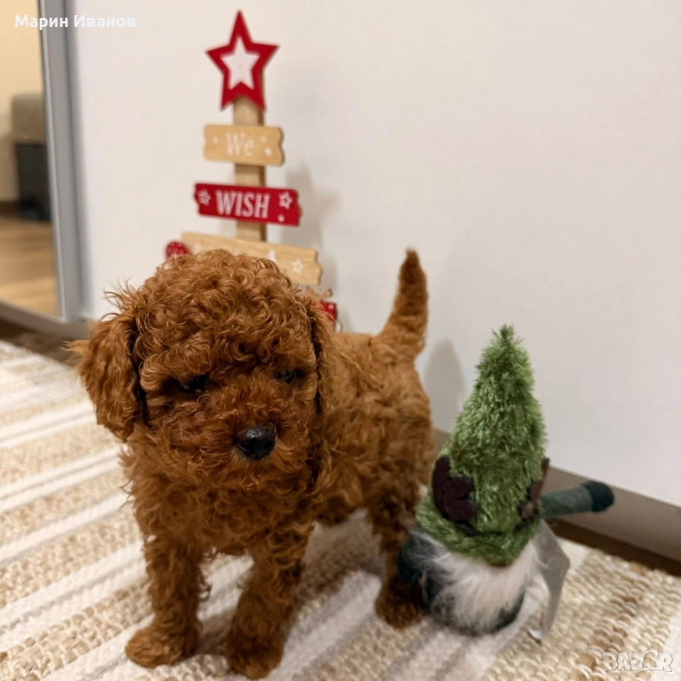 Пуделче, момче с две ваксини!, снимка 1