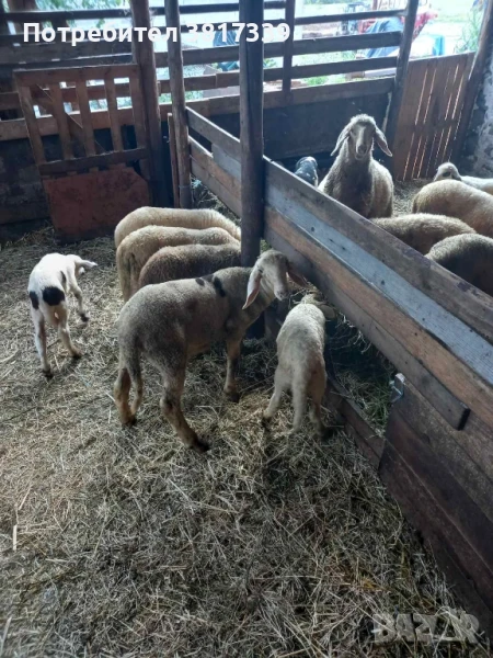 агнета за продан, снимка 1