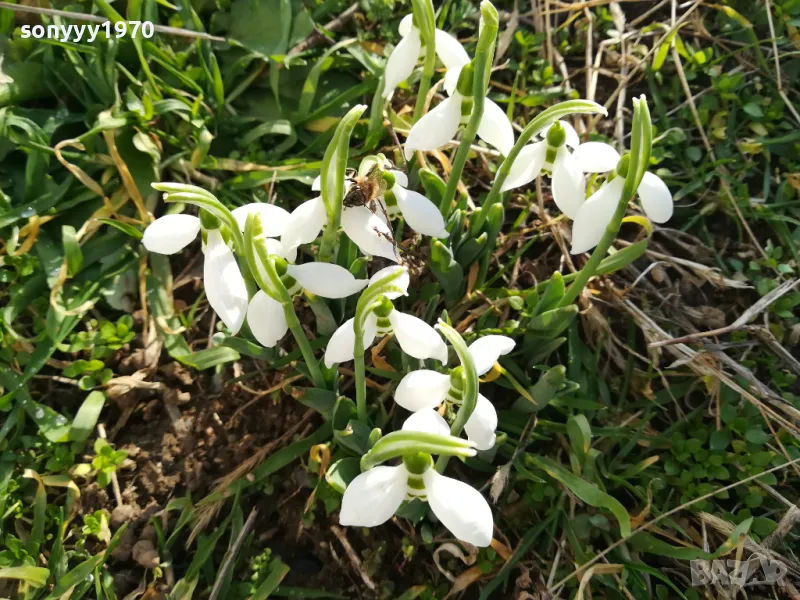 ЛОТ ЛУКОВИЦИ С КОКИЧЕТА В САКСИЯ 0202251645, снимка 1