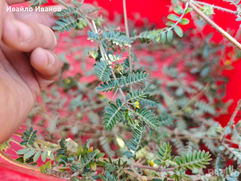 Билка бабини зъби, снимка 1