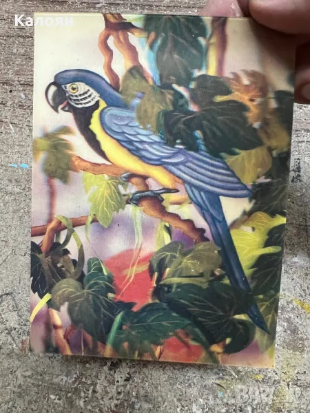 Стерео картичка с папагал от 1989 г, снимка 1