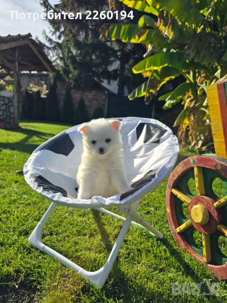 Померан Померанче , снимка 1
