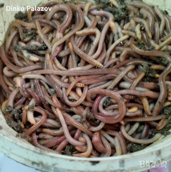 ДЕНДРОБЕН килограм - 60 лева, Доза 12 - 14 бройки - 1,50 лв., снимка 1