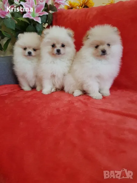 Померан померани снимки от днес!, снимка 1