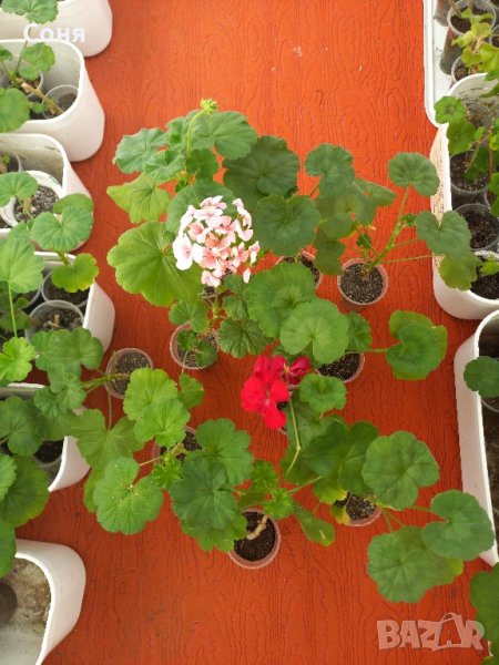 Мушкато и сакъзи , снимка 1