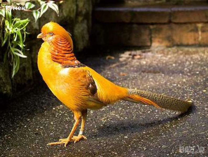 Златен Фадан, снимка 1