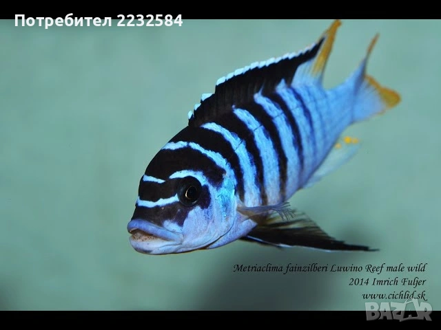 Рибки Африкански цихлиди , снимка 1