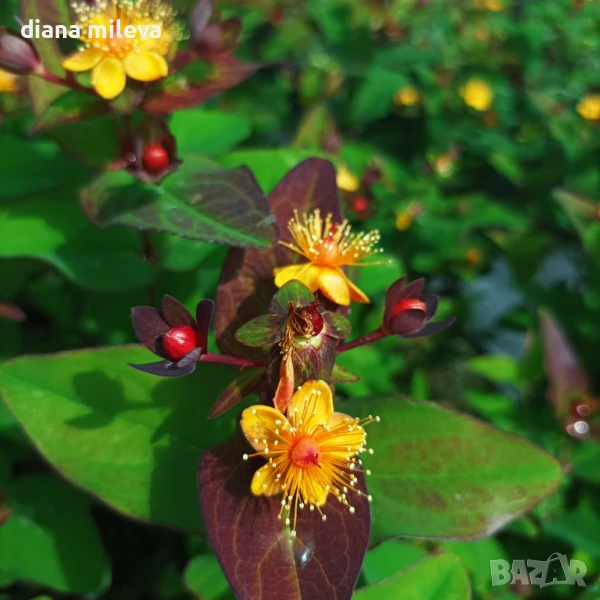 Хиперикум Вълшебна нощ, Hypericum Miracle Night, снимка 1