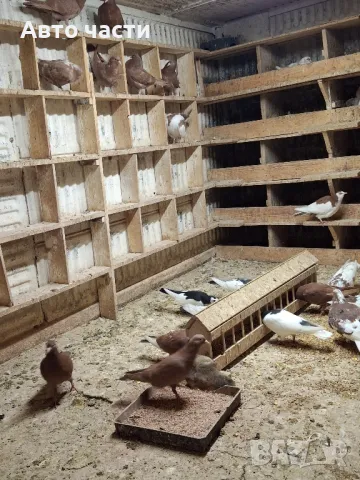 пазарджишки високолетачи със добри постижения , снимка 11 - Гълъби - 48656358