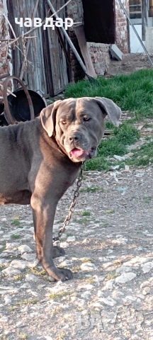 Ккане Корсо , снимка 2 - Кане корсо - 53815004