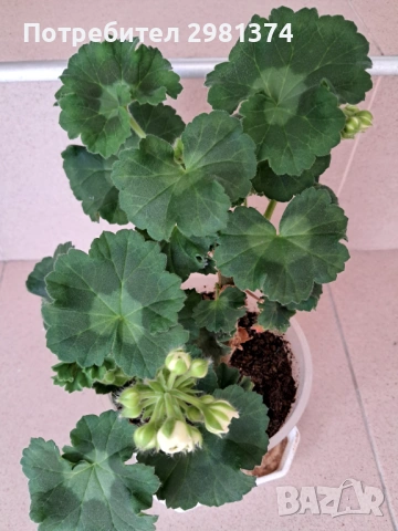 Мушкато(Астрид), снимка 3 - Стайни растения - 53093240