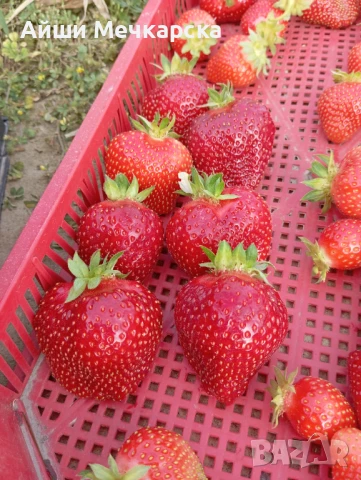 Продавам разсад ягоди сорт Алба., снимка 4 - Разсади - 51310162