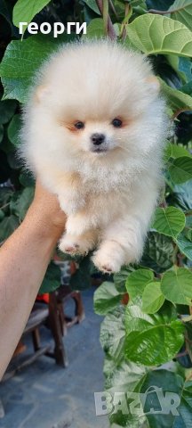 Померан померанче, снимка 7 - Померан - 41146182