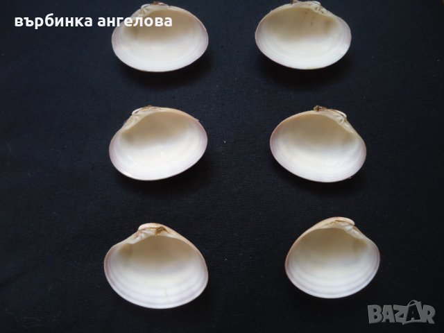 Мидени черупки и камъчета от Егейско море за вашата колекция, снимка 8 - Колекции - 34166712