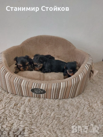 Йоркширски териери , снимка 4 - Йоркширски териер - 53752896