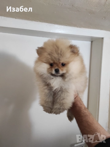 Женски померан , снимка 2 - Померан - 52904457