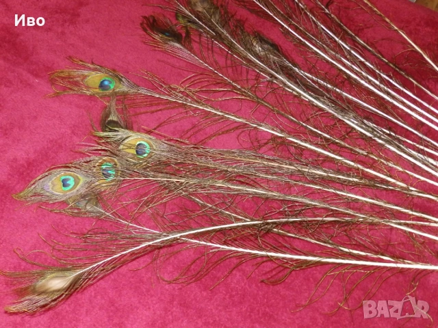Естествени пера паун, снимка 4 - Други - 53304385