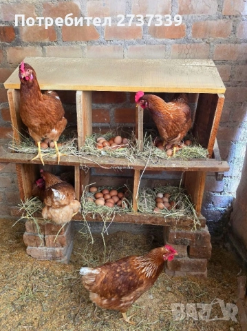 Кокошки ломан браун за яйца