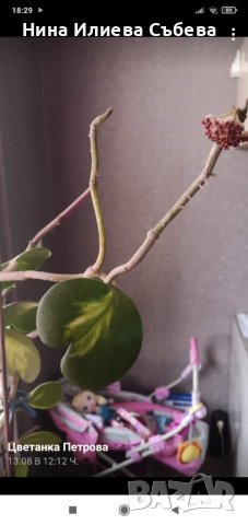 Восъчно цвете, хоя, различни видове и размери , снимка 10 - Градински цветя и растения - 38144193