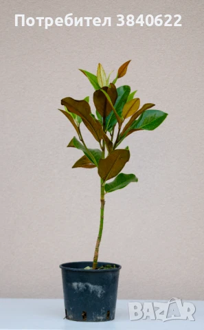 Магнолия грандифлора, снимка 1