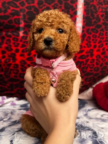 Пудел той , снимка 1